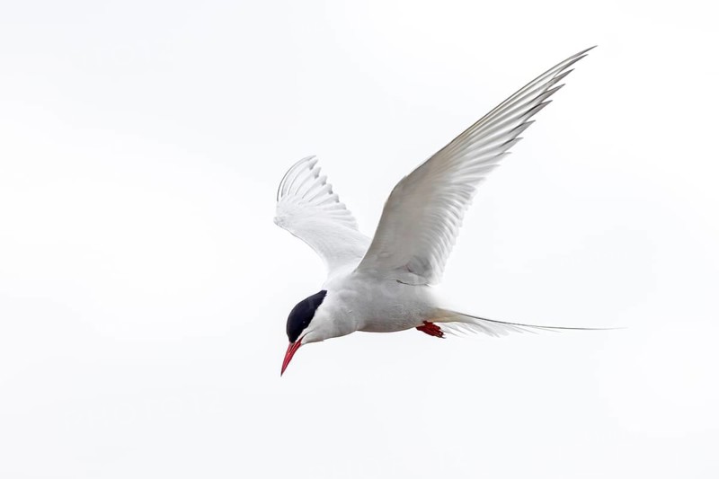 Arctic tern (Sterna paradisaea) in flight against white sky in summer