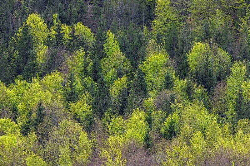 Aerial view over conifers and European beeches, common beech trees (Fagus sylvatica) showing canopy with new fresh leaves in mixed forest in spring