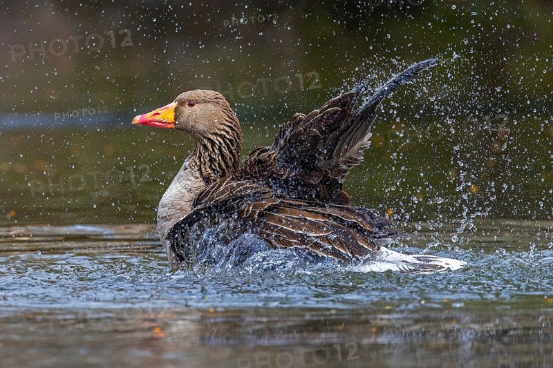 Greylag goose, graylag goose (Anser anser) bathing by splashing water with wings in pond in spring