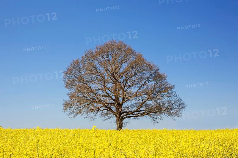 Aerial view over solitary common oak, pedunculate oak, English oak (Quercus robur) tree with bare branches in yellow flowering rape field in spring