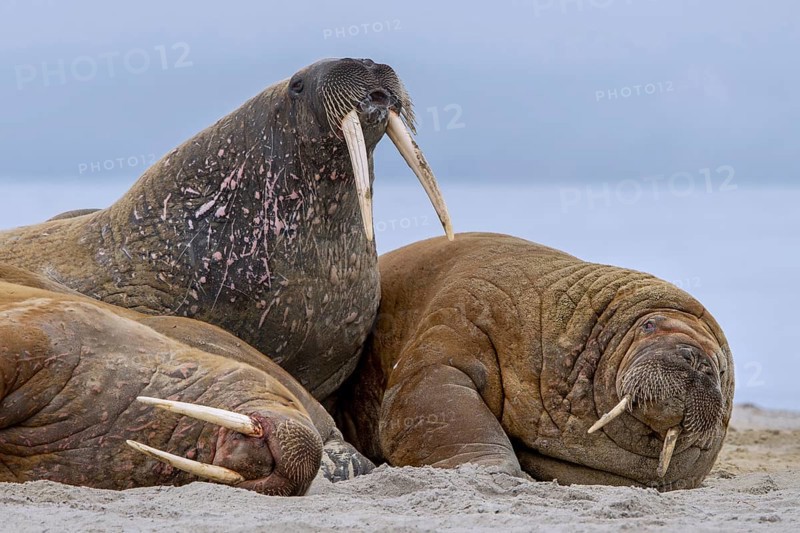 Atlantic walruses (Odobenus rosmarus) colony resting at terrestrial haulout / haul-out on beach along the coast of Svalbard / Spitsbergen in summer
