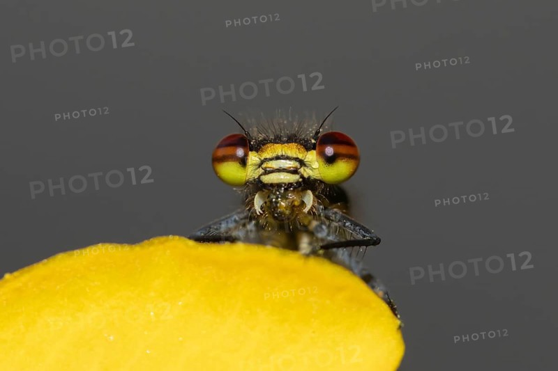 Large red damselfly (Pyrrhosoma nymphula) adult insect feeding on a fly on a garden yellow Kingcup pond plant flower in the summer, England, United Kingdom