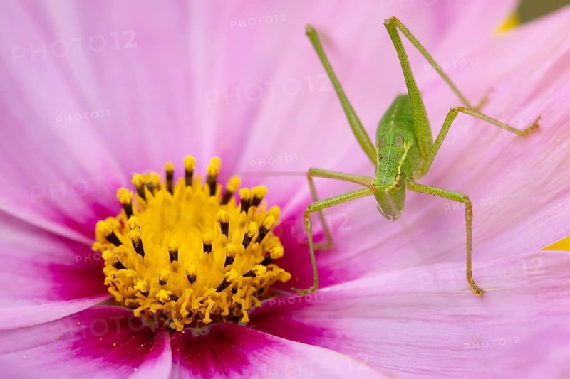 Speckled bush cricket (Leptophyes punctatissima) adult insect on a garden Cosmos flower in the summer, England, United Kingdom