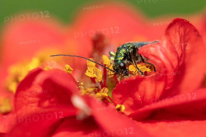 Thick-legged flower beetle (Oedemera nobilis) adult insect feeding on a garden red Geum flower in summer, England, United Kingdom