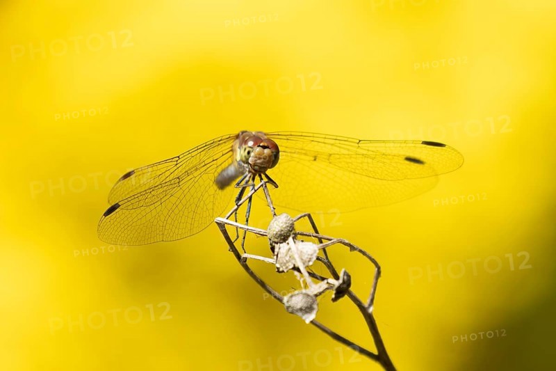 Common darter dragonfly (Sympetrum striolatum) adult insect on a plant seedhead in summer, England, United Kingdom