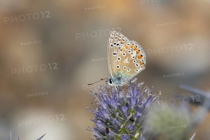 Common blue butterfly (Polyommatus icarus) adult insect feeding on Sea holly flowers in summer, England, United Kingdom
