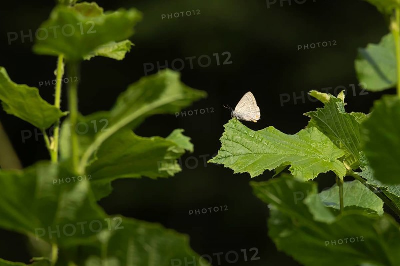 Purple hairstreak butterfly (Favonius quercus) adult insect on a Hazel tree leaf in a woodland in the summer, England, United Kingdom