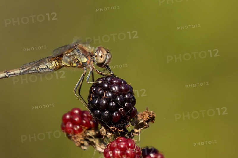 Common darter dragonfly (Sympetrum striolatum) adult insect feeding on a fly while resting on blackberries fruit in the summer, England, United Kingdom