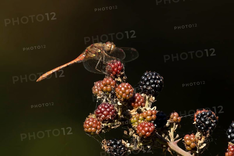 Common darter dragonfly (Sympetrum striolatum) adult insect resting on blackberries fruit in the summer, England, United Kingdom