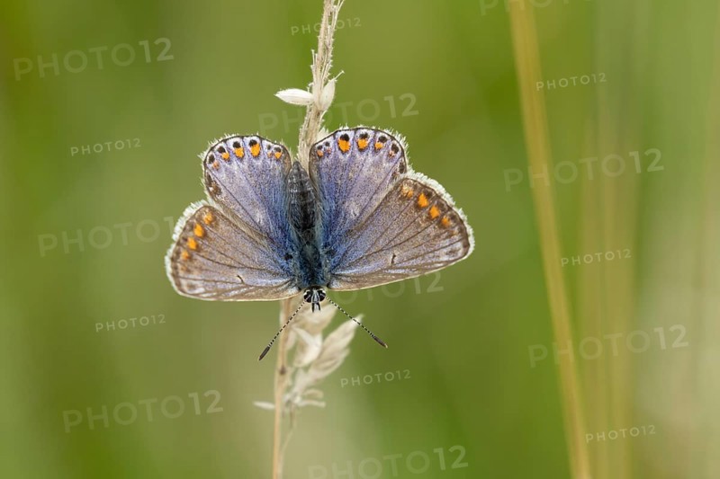 Common blue butterfly (Polyommatus icarus) adult insect resting on a grass stem in the summer, England, United Kingdom