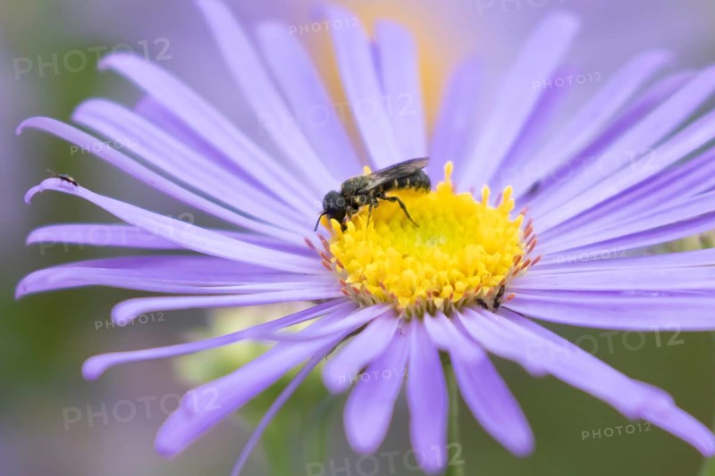 Yellow faced bee (Hylaeus spp.) adult insect on a garden Aster flower in the summer, England, United Kingdom