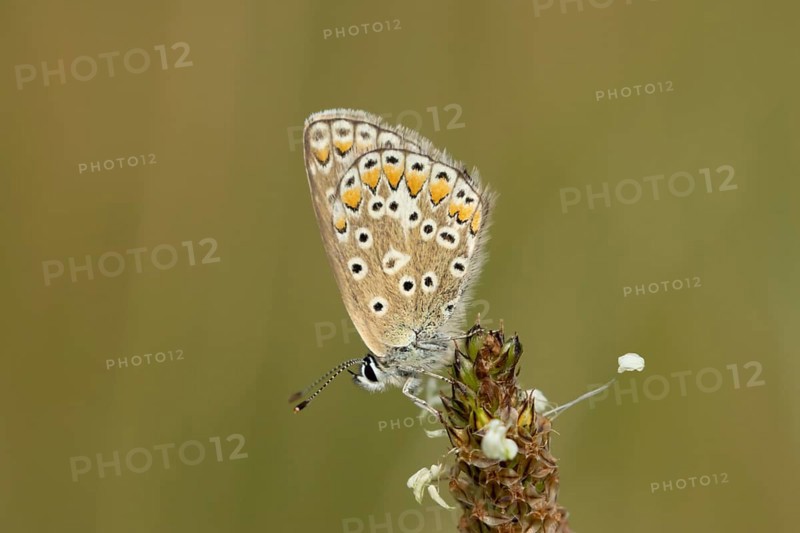 Common blue butterfly (Polyommatus icarus) adult insect resting on a Ribwort plantain flower in the summer, England, United Kingdom