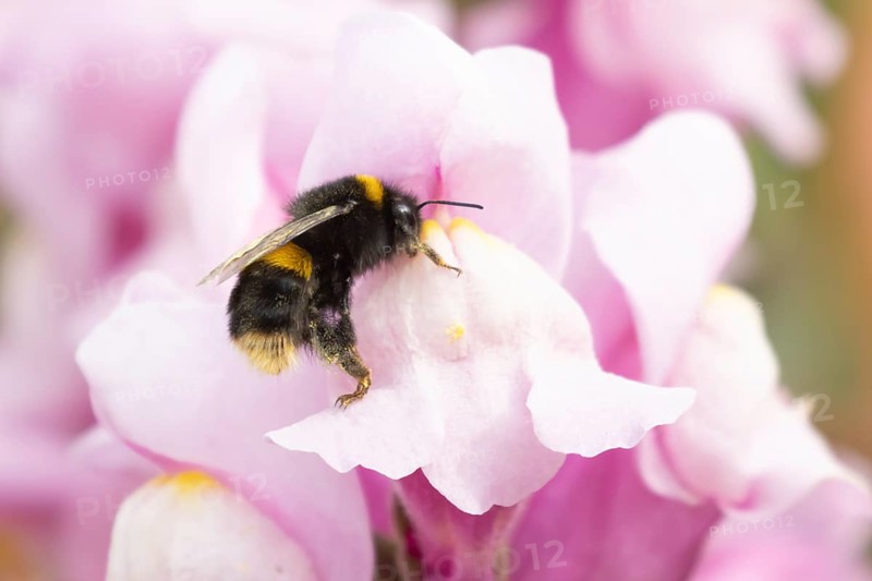 Buff tailed bumble bee (Bombus terrestris) adult insect feeding on garden Snapdragon flowers in the summer, England, United Kingdom