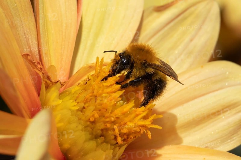 Common carder bumble bee (Bombus pascuorum) adult insect feeding on a garden Dahlia flower in the summer, England, United Kingdom