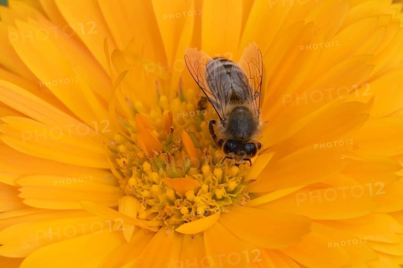 Honey bee (Apis mellifera) adult insect feeding on an orange garden pot marigold flower in the summer, England, United Kingdom