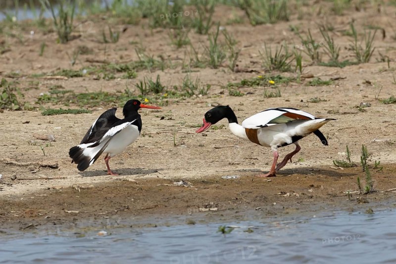 Eurasian oystercatcher (Haematopus ostralegus) adult wading bird fighting with a Shelduck (Tadorna tadorna) on an island in summer, RSPB Minsmere nature reserve, Suffolk, England, United Kingdom