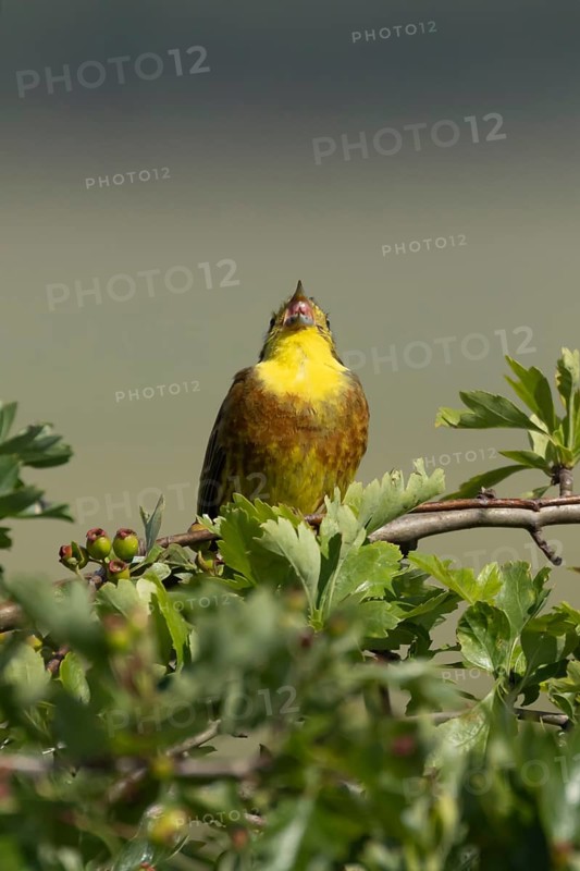 Yellowhammer (Emberiza citrinella) adult male bird singing in a hawthorn hedgerow in summer, England, United Kingdom
