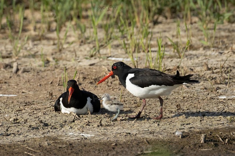 Eurasian oystercatcher (Haematopus ostralegus) two adult wading birds seemingly adopted a Pied avocet (Recurvirostra avosetta) juvenile baby chick on an island in summer, RSPB Minsmere nature reserve, Suffolk, England, United Kingdom