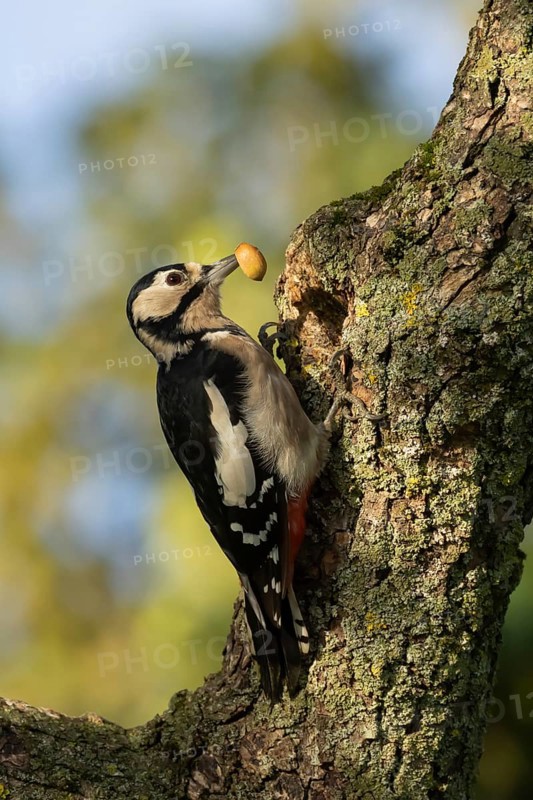 Great spotted woodpecker (Dendrocopos major) adult bird with an acorn for food on a tree branch, England, United Kingdom