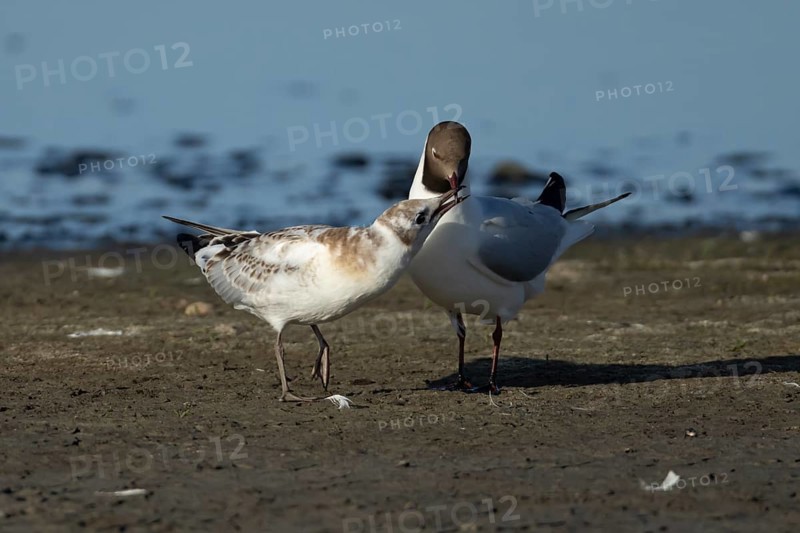 Black headed gull (Chroicocephalus ridibundus) juvenile baby chick begging for food from an adult parent bird in the summer, England, United Kingdom