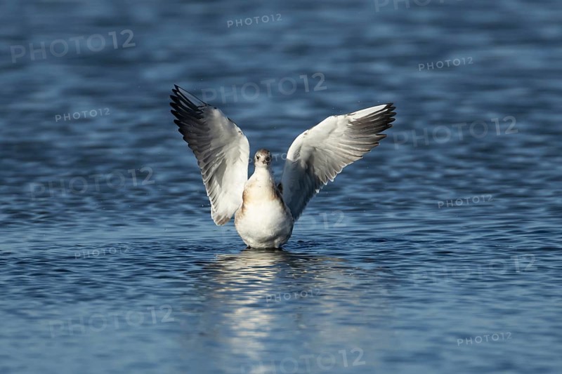 Black headed gull (Chroicocephalus ridibundus) juvenile baby chick stretching its wings in shallow water in the summer, England, United Kingdom