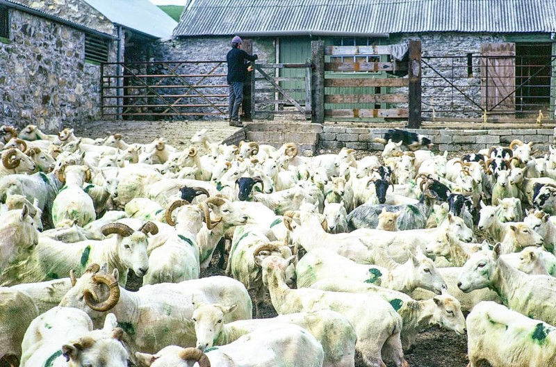 Sheep shearing, Rosebush, Maenclochog, Preseli Mountains, Pembrokeshire, Wales, UK 27 June 1972