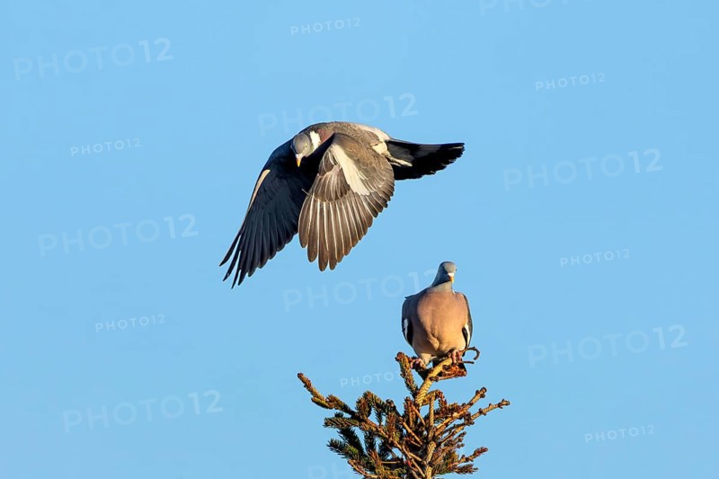 Wood pigeon (Columba palumbus) attacking an intruder, confrontation, courtship behaviour, aerial fight, Denmark