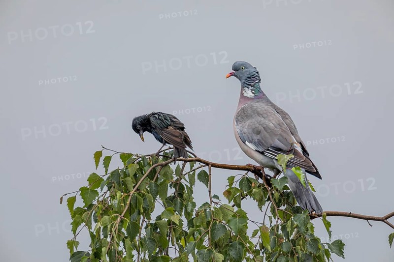 Wood pigeon (Columba palumbus) and starling (Sturnus vulgaris) drying their feathers after a rain shower, Germany