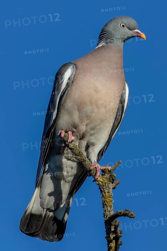 Wood pigeons (Columba palumbus) like to perch on the tops of solitary trees and observe their surroundings, Germany
