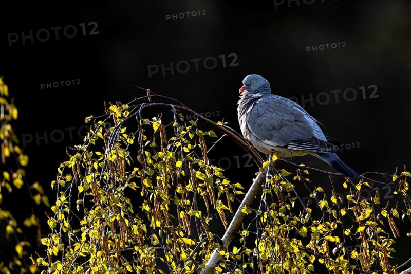 Wood pigeon (Columba palumbus) resting on a birch tree, Germany