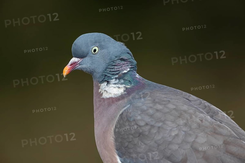 Portrait of a wood pigeon (Columba palumbus) with the typical white neck ring, Germany