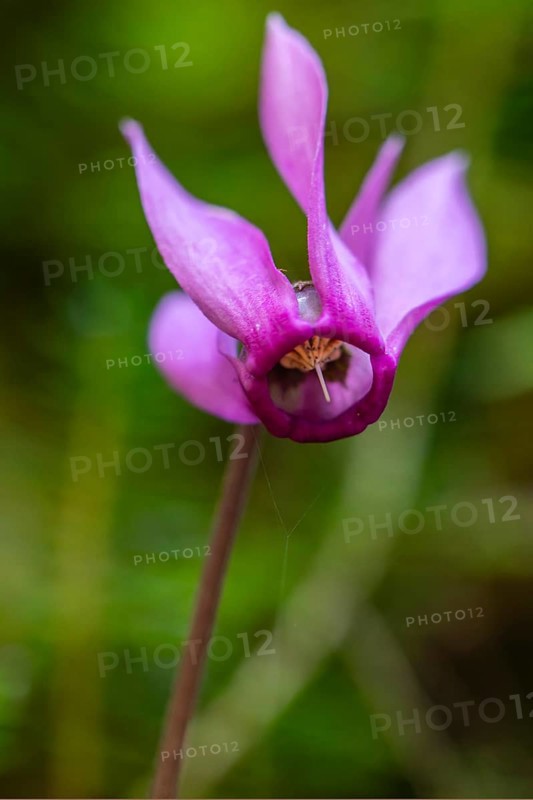 Delicate cyclamen blossom in Bad Reichenhall. Close-up of flowers on hiking trail in the Alps
