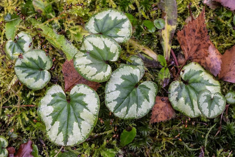 Early spring cyclamen (Cyclamen coum), Emsland, Lower Saxony, Germany