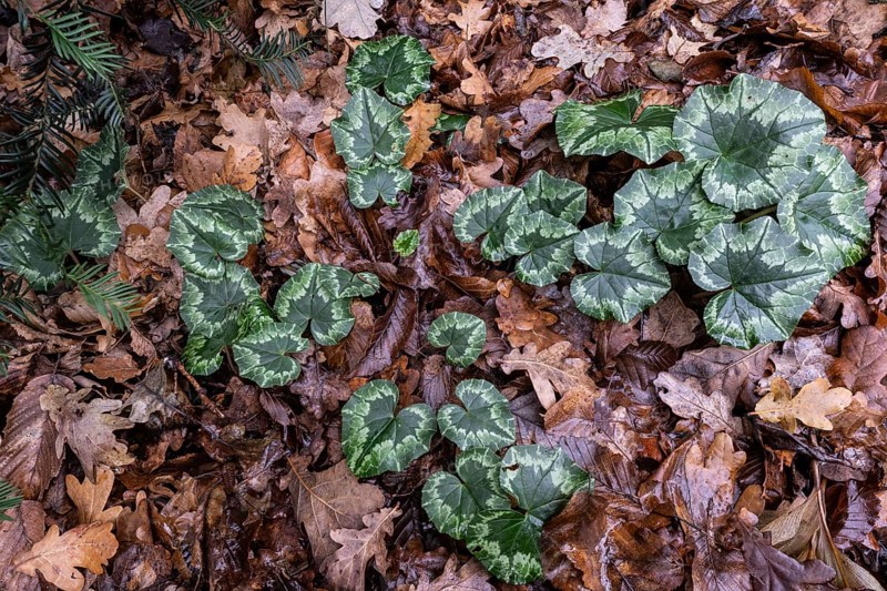 Cyclamen hederifolium (Cyclamen hederifolium), Emsland, Lower Saxony, Germany