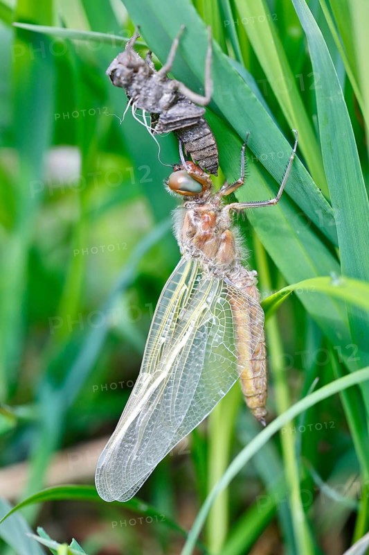 Hairy dragonfly (Brachytron pratense), freshly hatched animal on a reed stem with exuviae, Peene Valley nature park Park, Mecklenburg-Western Pomerania, Germany