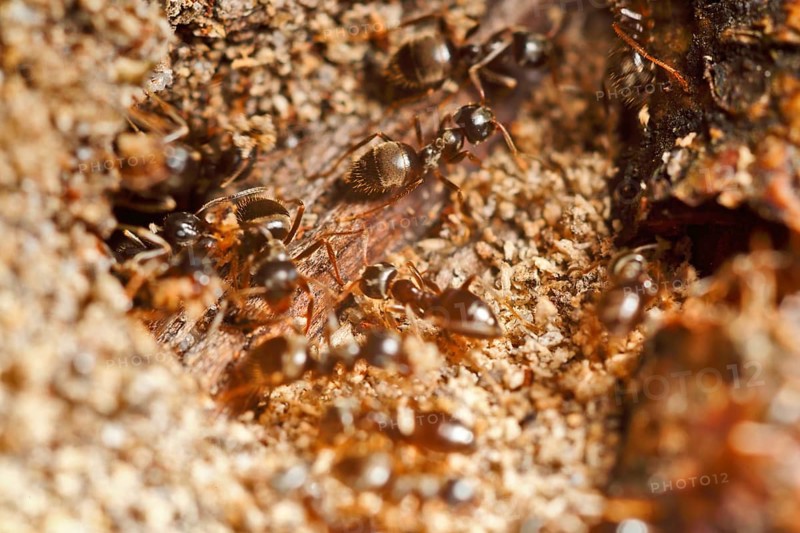 Lasius fuliginosus (Lasius fuliginosus), workers at the nest, ants inhabiting dead wood, Peene Valley nature park Park, Mecklenburg-Western Pomerania, Germany