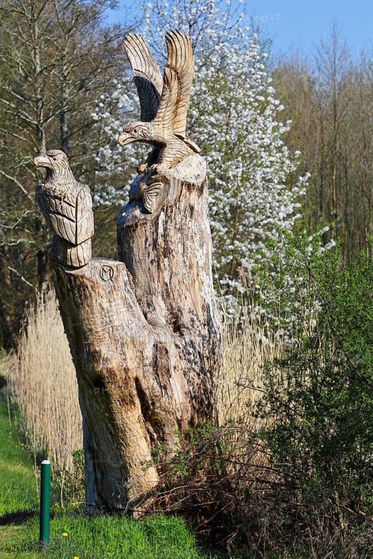Carved sculpture of a white-tailed eagle (Haliaeetus albicilla) from a tree on the River Peene at the Alt Plestlin water hiking rest area, work by a sculptor, Peene Valley nature park Park, Mecklenburg-Western Pomerania, Germany