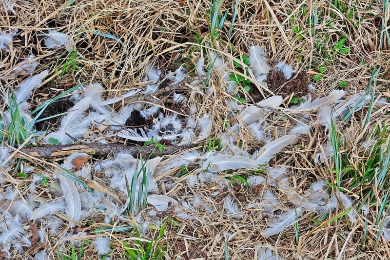 Mute swan (Cygnus olor), remnant of a beaten animal, predator, feathers of an etching, Peene Valley nature park Park, Mecklenburg-Western Pomerania, Germany