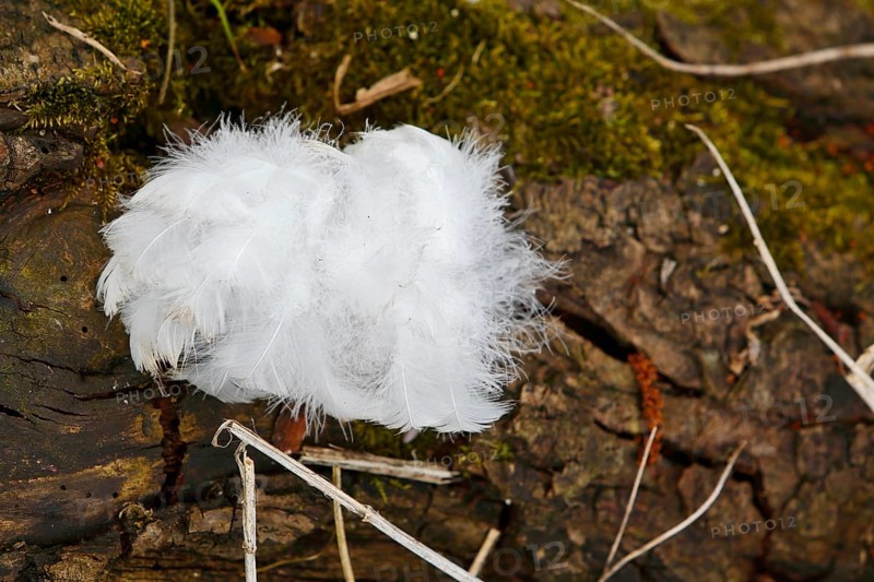 Mute swan (Cygnus olor), tuft of down feathers, Peene Valley nature park Park, Mecklenburg-Western Pomerania, Germany