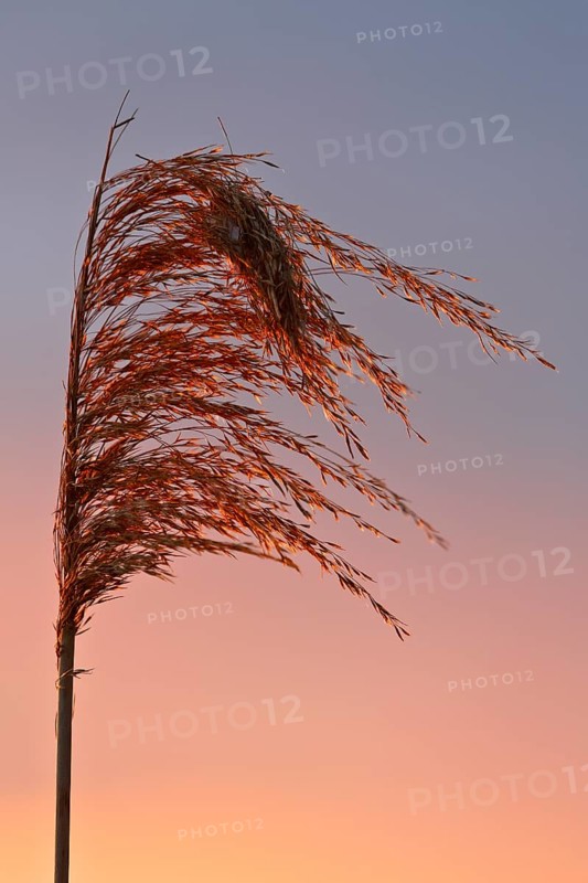 Reed grass seeds at sunset, reed tassel, Peenetal nature park Park, Mecklenburg-Western Pomerania, Germany