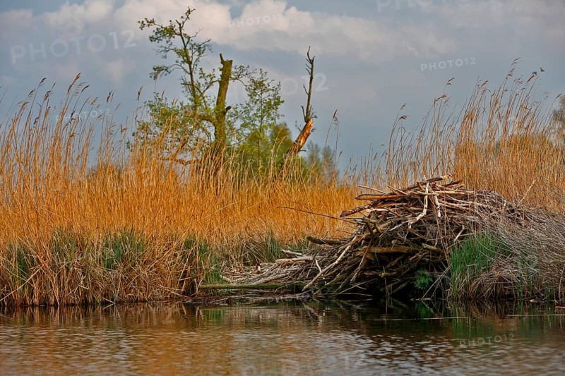 Beaver (Castor fibre), castle of a beaver on the banks of the Peene, dwelling of a beaver, Peene Valley nature park Park, Mecklenburg-Western Pomerania, Germany