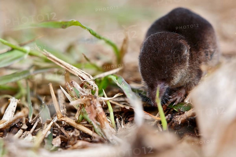 Wood shrew (Sorex araneus), foraging, Peene Valley nature park Park, Mecklenburg-Western Pomerania, Germany
