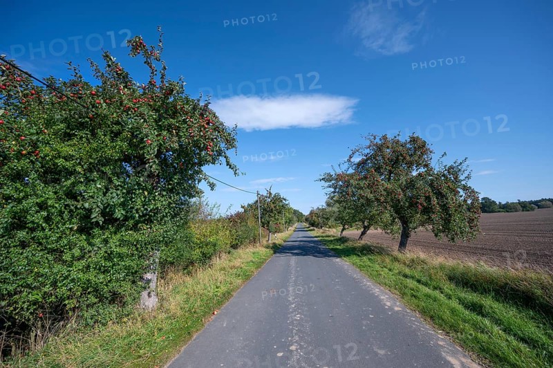 Apple tree avenue (Malus) with ripe fruit on a country road, Othenstorf, Mecklenburg-Vorpommern, Germany