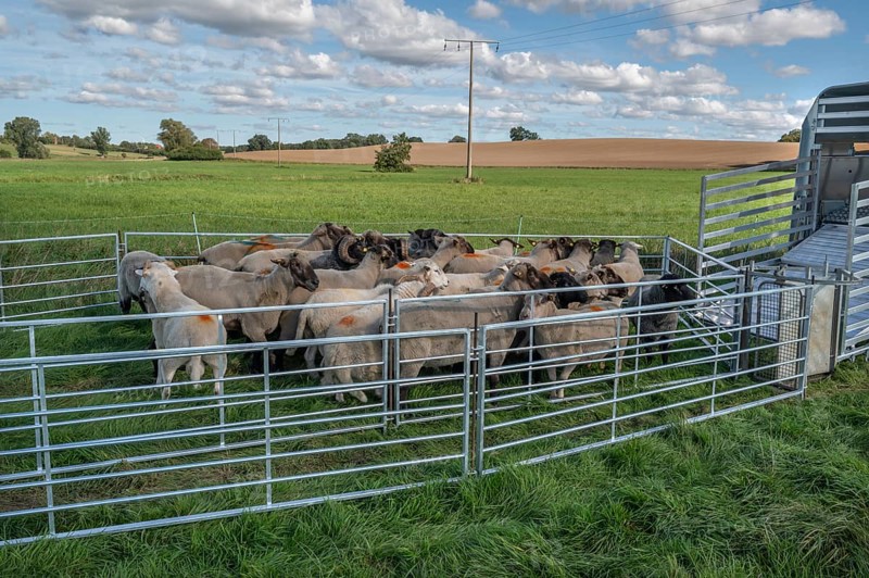Sheep in Ferch in front of loading on pasture, Rehna, Mecklenburg-Western Pomerania, Germany