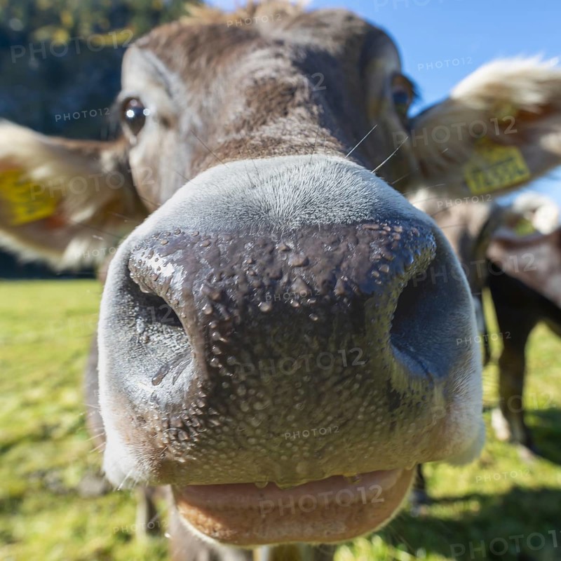 Curious Allgäu Brown Swiss, (Bos primigenius taurus), Allgäu, Bavaria, Germany