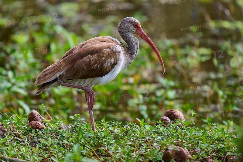 A bird with a long beak stands in a green, marshy environment near water, Snowy Ibis (Eudocimus albus), juvenile, spring, Orlando Wetlands, Christmas, Florida, USA