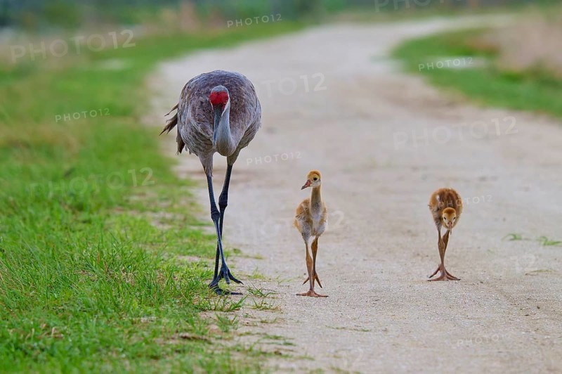 A crane with two chicks on a gravel path in nature, Canada cranes or Florida cranes (Grus canadensis pratensis), spring, Orlando Wetlands, Christmas, Florida, USA