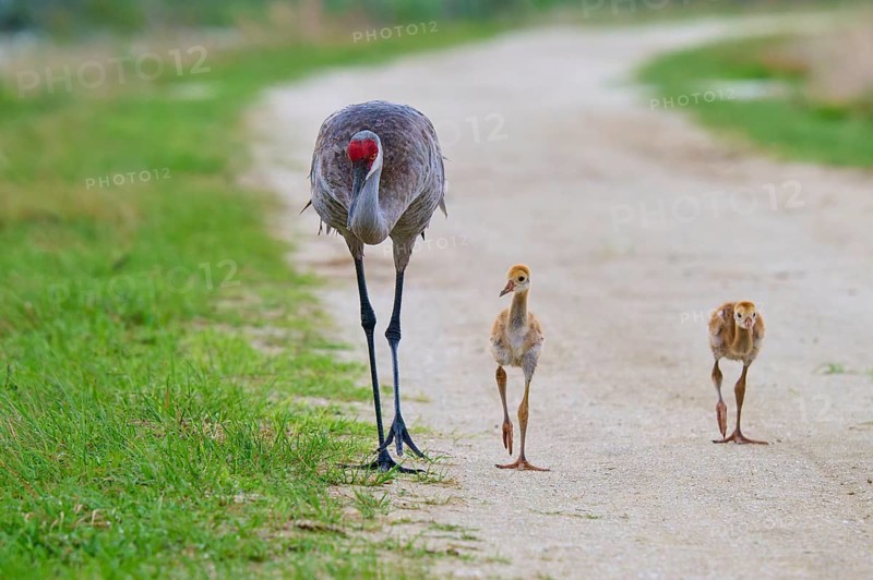 A crane leading two chicks along a path, Canada cranes or Florida cranes (Grus canadensis pratensis), spring, Orlando Wetlands, Christmas, Florida, USA