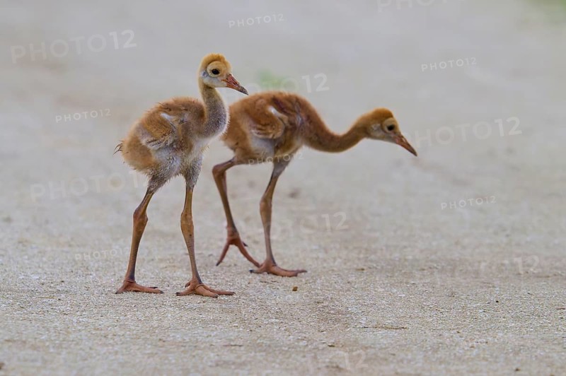 Two crane chicks walking side by side on a path, Canada cranes or Florida cranes (Grus canadensis pratensis), spring, Orlando Wetlands, Christmas, Florida, USA