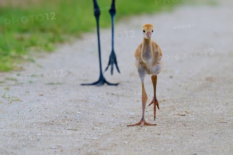 A crane chick walks directly in front of the camera on a path, Canada cranes or Florida cranes (Grus canadensis pratensis), spring, Orlando Wetlands, Christmas, Florida, USA